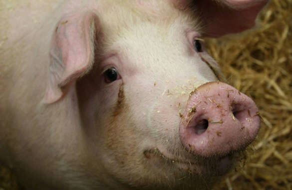 По состоянию на 1 августа 2017 г. поголовье свиней в Украине сократилось на 10%