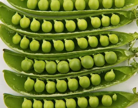 В Украине урожай гороха вырос на 38%