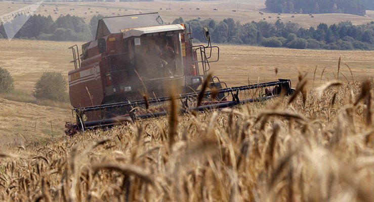 Белорусские аграрии намолотили уже почти 5,4 млн т зерна