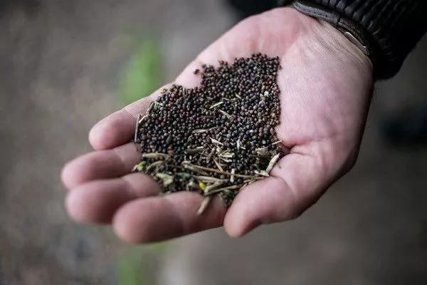 Потенциал экспорта рапса из Украины в 2017/18 МГ составляет 1,75 млн т