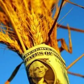 Яровая пшеница в США убрана на 40% запланированных площадей