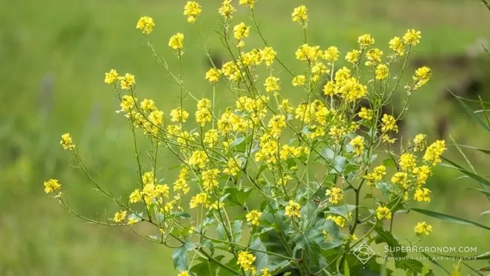 Паралельно з завершенням жнив, господарства Сумщини розпочали посівну озимого ріпаку