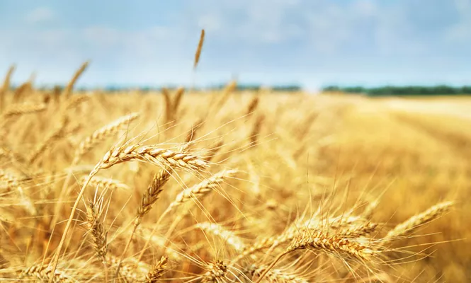 Пшеница ЕС: Париж обновил 6-ти недельный минимум
