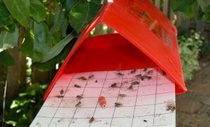 Ученые придумали новый способ борьбы с размножением вредных насекомых