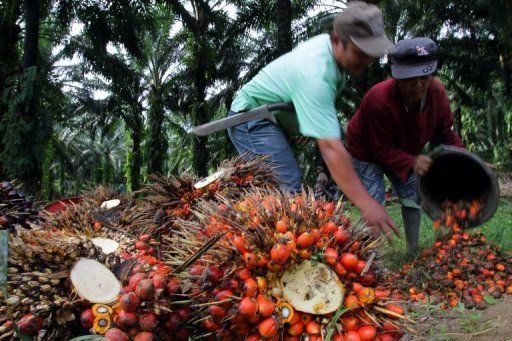 Индия будет сокращать закупки рафинированного пальмового масла