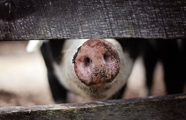 В 2017 году KSG Agro планирует на треть увеличить продажи свиней