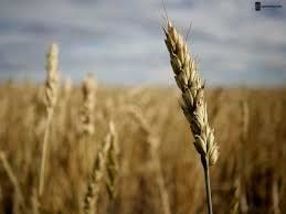 Евросоюз повысил оценки урожайности зерновых и масличных в 2017г.