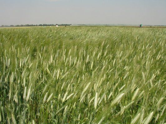 США: состояние яровой пшеницы продолжает улучшаться