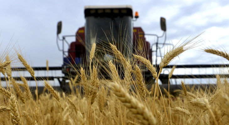 Пшеница покраснела - Экспортные котировки обвалились на ожиданиях рекордного урожая