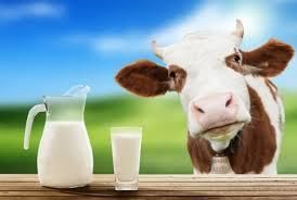 Ферми щодня виробляють понад 300 тонн молока по всій системі UkrLandFarming