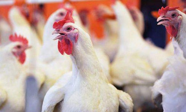 Ирак снял ограничения на импорт украинской продукции птицеводства