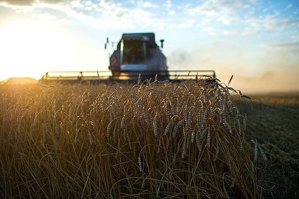 Украина экспортировала 5 миллионов тонн зерновых нового урожая