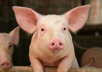 С начала 2017 года Украина из-за АЧС уменьшила экспорт свинины на 5 млн долл. - АСУ