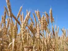 Евросоюз: экспорт мягкой пшеницы и ячменя по-прежнему отстает от прошлогодних показателей