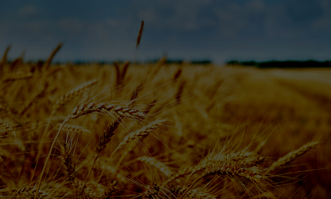 Світові ціни на зерно зросли на 9%