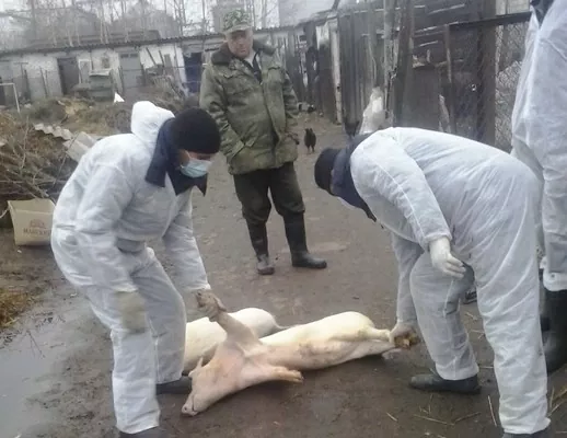 "Плехов-Агро" на Полтавщине пострадало от АЧС