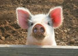 Ціни закупівлі живця свиней подолали психологічний рубіж