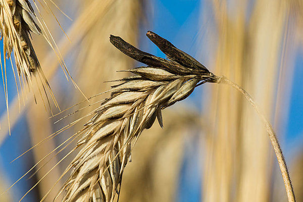 Египет увеличил государственный импорт пшеницы в 2,3 раза