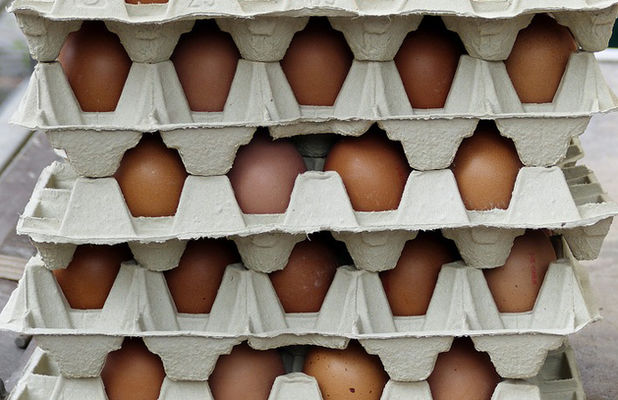 Овостар получила разрешение на экспорт яиц в ЕС