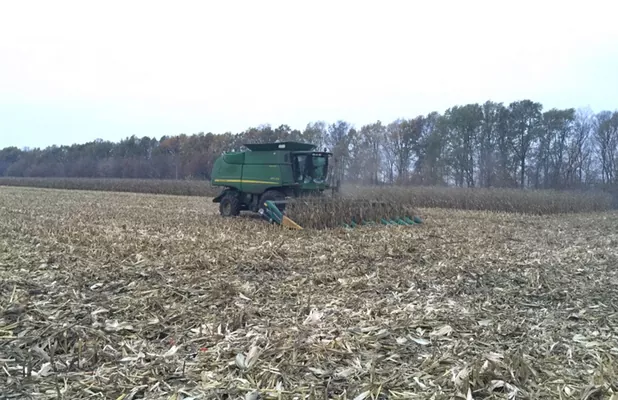 В Северном кластере UkrLandFarming урожайность кукурузы составила 9 т/га