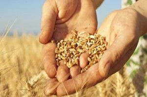Беларусь существенно обновила зерносушильные комплексы — министр