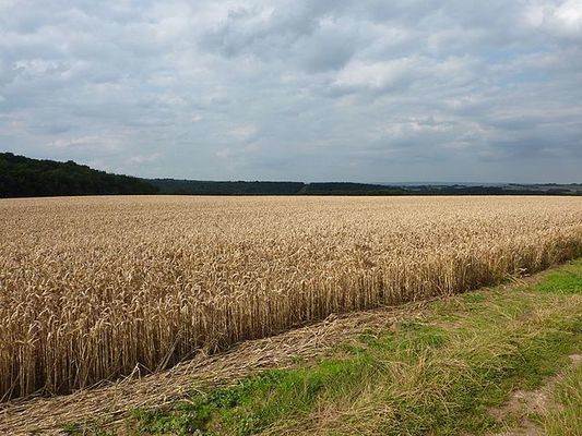 Мартынюк: Урожай пшеницы не порадовал качеством