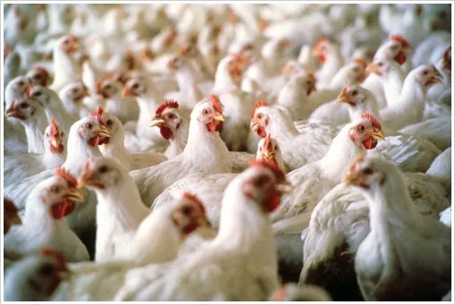 В Минагропроде заявляют, что дефицита на рынке мяса птицы нет