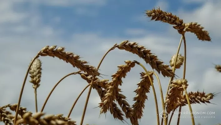 Експерти вважають, що Україна здатна подвоїти виробництво пшениці
