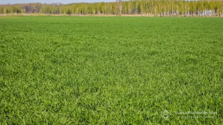 Аграрії Дніпропетровщини покладають великі надії на озимі культури