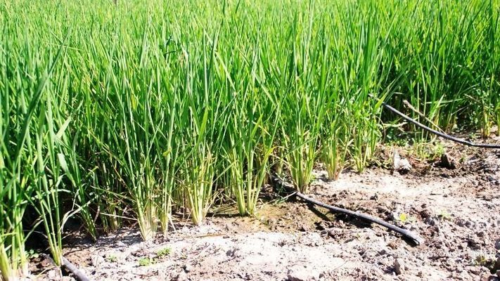 Селекціонери Казахстану вивели новий сорт рису
