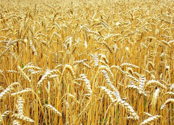 Великобритания. Запасы пшеницы достигли рекорда
