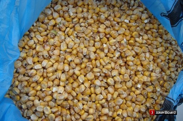 В Украине растут экспортные цены на фуражную кукурузу нового урожая