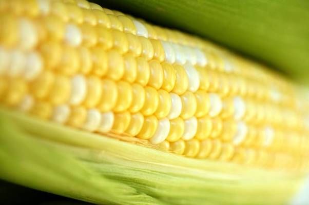 На Дніпропетровщині затримали партію зараженої американської кукурудзи