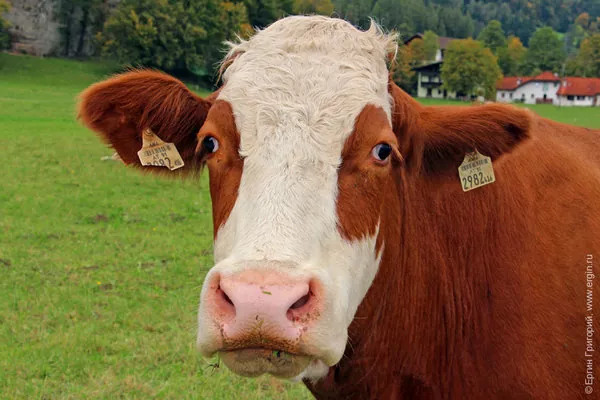 Поголовье крупного рогатого скота сократилось почти на пол процента – Госстат