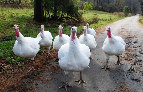 Агропродсервис посадили для откорма 10 тыс индюшат