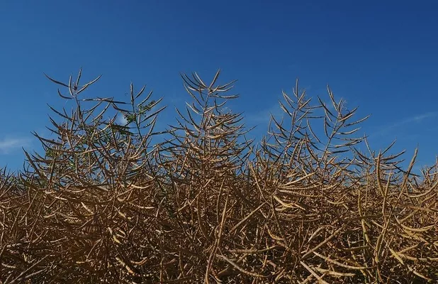 Сезон рапса 2018/19 станет рекордным по многим показателям