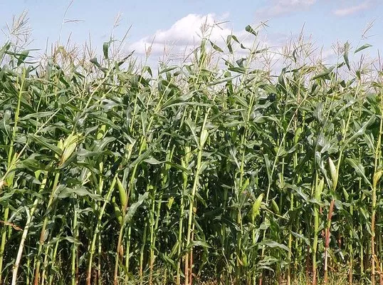 В Украине повысилась урожайность кукурузы (относительно прошлогодней)