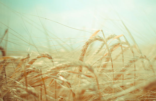 МХП планирует выращивать органическое зерно для Европы