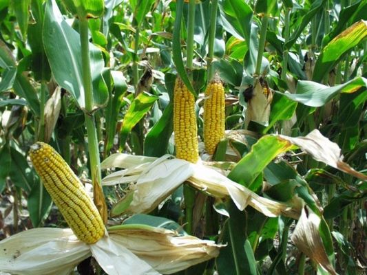 Прогноз производства кукурузы в ЮАР повышен до 7,3 млн т — СЕС