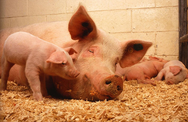 Произошло сокращение поголовья свиней в Украине