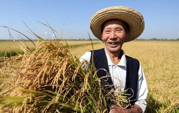 Госпродпотребслужба проверила украинское зерно на соответствие фитосанитарным требованиям Китая