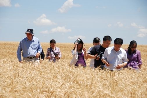Япония объявила очередной тендер на импорт пшеницы