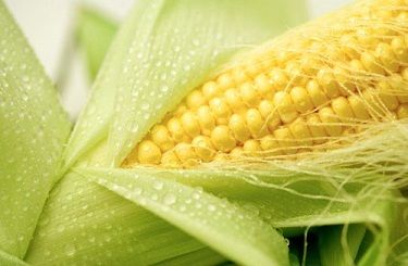 Аргентина: начало посевной кампании кукурузы существенно задерживается