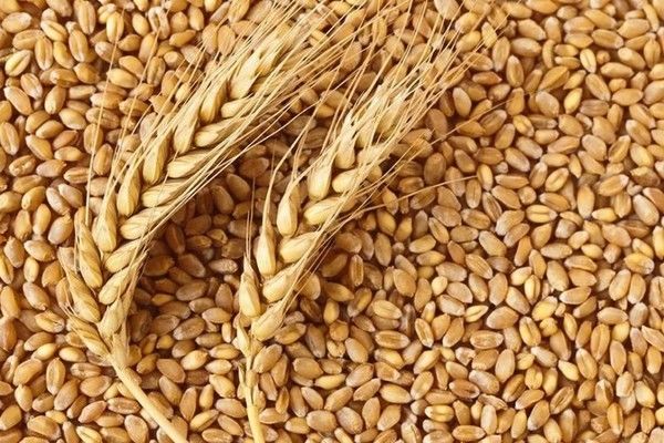 Рынок зерновых: тенденции, экспорт, прогнозы