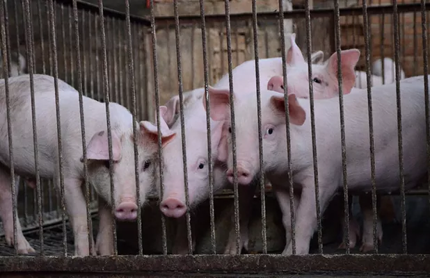 В Украине из-за АЧС уничтожили уже 26,5 тысяч свиней