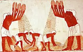 Египет: на тендере закуплено более 90 тыс. тонн растительного масла