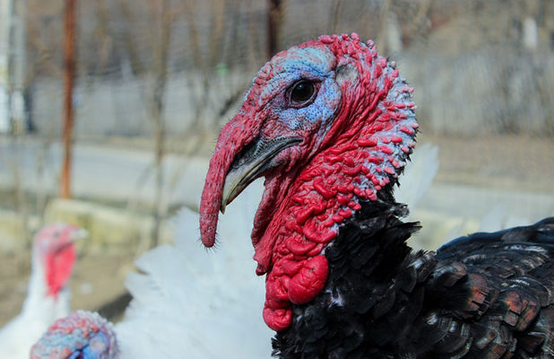 АМКУ оштрафовал крупного производителя мяса птицы