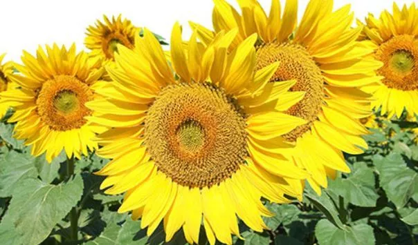 Запасы подсолнечника в Украине на 1 сентября - 672 тыс тонн