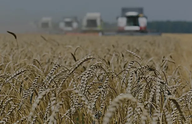 Украина собрала почти 63 млн т зерна