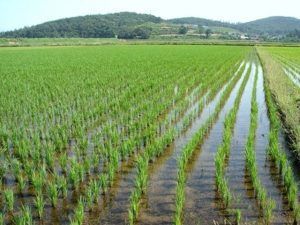 Исследователи обнаружили сорт риса устойчивый к гербициду
